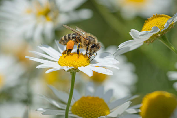 Macro of white flowering daisy with honey bee