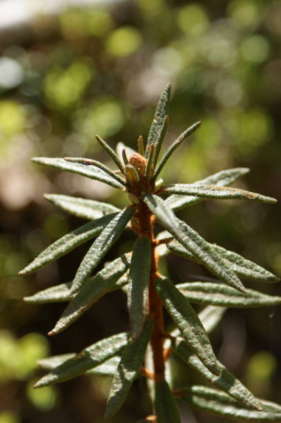 istock Wild rosemary Rhododendron tomentosum close up 1310953945