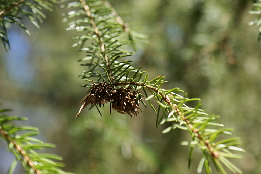 Insect Sacchiphantes viridis on spruce tree Picea abies