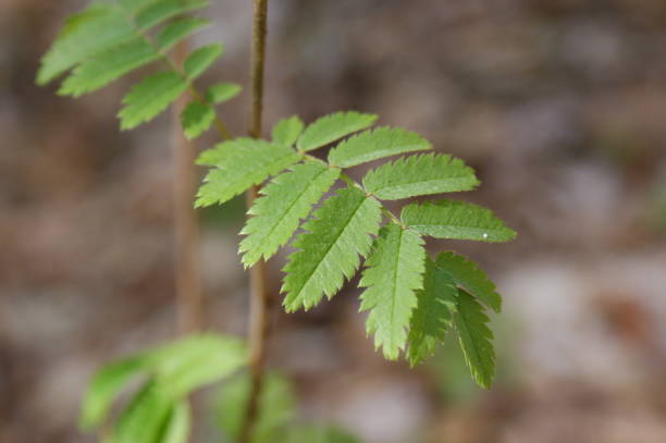 istock Rowan - Sorbus aucuparia beautiful leaves macro 1310953952