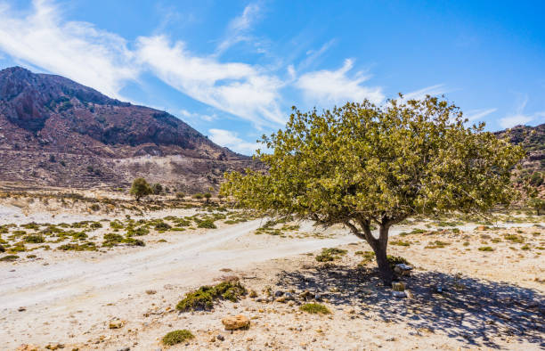 istock Single green tree near Nisyros Volcano, Kos, Greece 1310954753