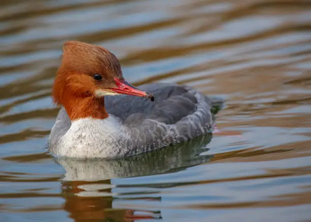 Goosanders live on rivers and lakes. This female goosander wears the brood dress. Goosanders prefer clear, fast-flowing rivers with gravel bottoms, lakes and coasts with trees.  Goosanders are mainly freshwater birds.