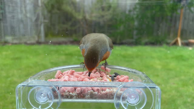 Robin on window suet feeder in slow motion