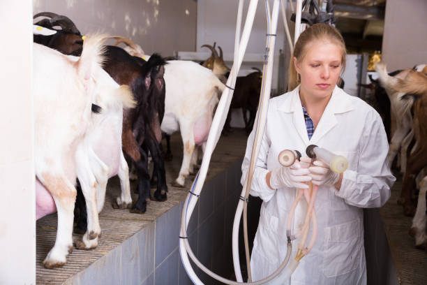 istock Farmer woman milking a goats with an automatic milk machine 1310955407