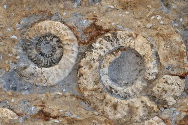 Close-up of two fossilized ammonites  - extinct animals in the history of earth