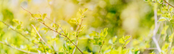 istock Beautiful panoramic spring scenery with green leaves and bokeh background 1310956649