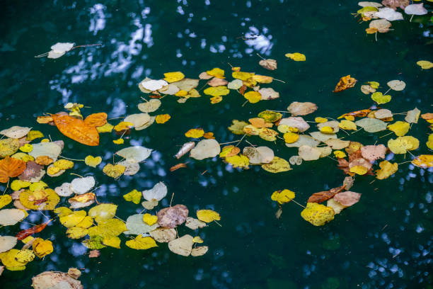 queda da folha de outono - water ripple drop zen like - fotografias e filmes do acervo