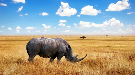 African great rhinoceros in the savannah. Africa. Tanzania. Serengeti National Park.