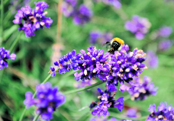 Honeybee close-up on wild lilac flowers.