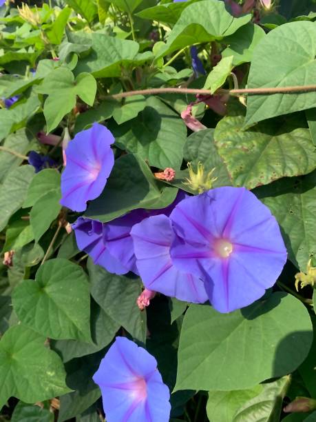istock Beautiful Flower Outside Apartment 1310958723