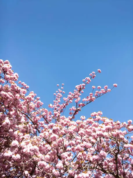 Pink flowers blooming tree. Park. Blue sky. Seasonal
