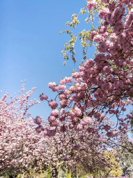 Pink flowers blooming tree. Park. Blue sky. Seasonal.