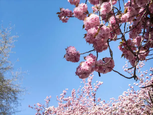 Pink flowers blooming tree. Park. Blue sky. Seasonal.