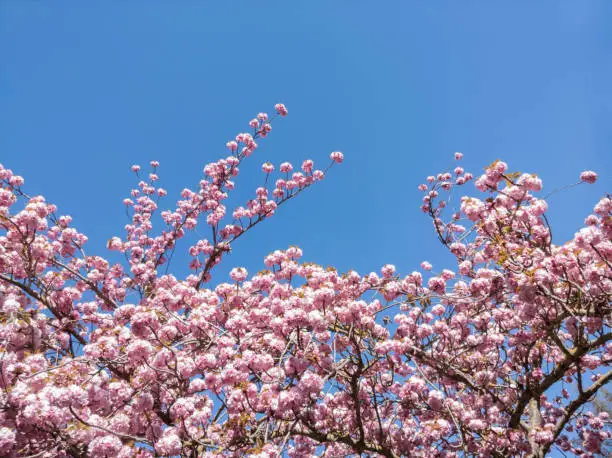 Pink flowers blooming tree. Park. Blue sky. Seasonal