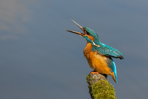 Calling male common kingfisher (Alcedo atthis).