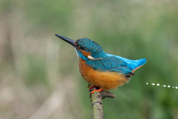 istock Male common kingfisher 1310960140
