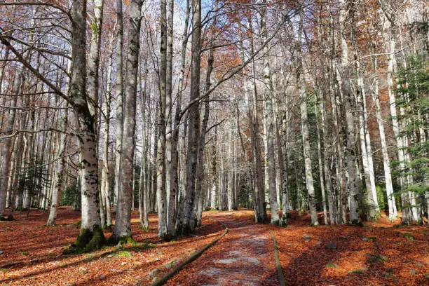 Autumn beech forest in Ordesa and Monte Perdido National Park, Huesca province, Spain