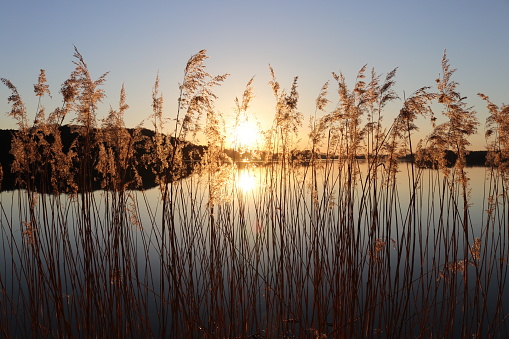 lake shore overgrown with tall grass