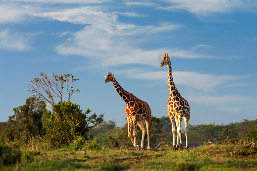 Jirafas reticuladas en Sweetwaters, Ol Pejeta, Kenia, África photo