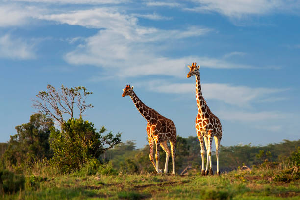 girafas reticuladas em sweetwaters, ol pejeta, quênia, áfrica - reticulated - fotografias e filmes do acervo