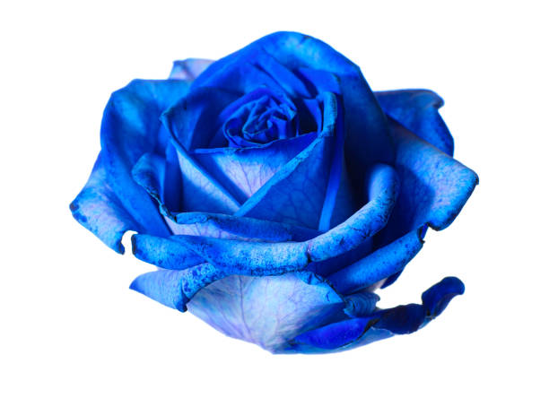 istock Beautiful blue rose bud isolated on white background 1310965020