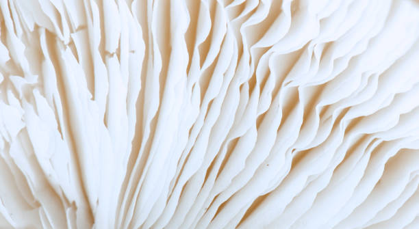 istock Mushroom Detail 1310965198