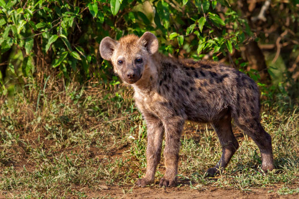hiena plamista, kenia, tanzania - portrait spotted hyena field africa zdjęcia i obrazy z banku zdjęć