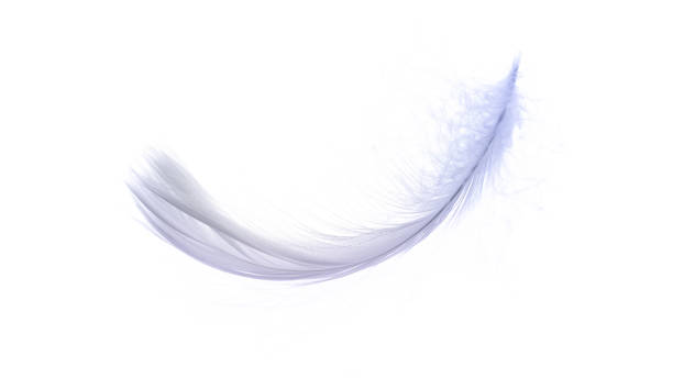 istock Feather macro. Multicoloured pastel angel feather closeup texture isolated on white background in macro photography, soft focus. Abstract. Coral pink color trends and vintage. 1310966317
