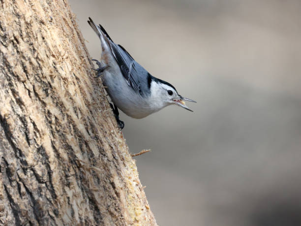 istock White Breasted Nuthatch perching on branch in spring beside creek 1310966560