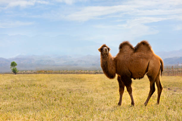 bakterielles kamel auf den wiesen bei issyk kul in kirgisistan - kamel stock-fotos und bilder