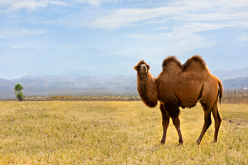 Camello bactriano en los prados cerca de Issyk Kul en Kirguistán photo