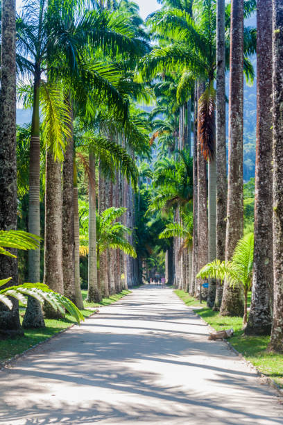 istock Botanical garden in Rio de Janeiro, Brazil. 1310968004