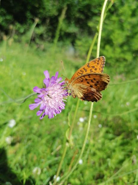 istock Fabriciana adippe beautiful butterly on a flower 1310968489