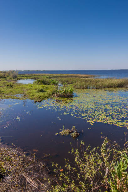 istock Wetlands in Nature Reserve Esteros del Ibera, Argentina 1310969074