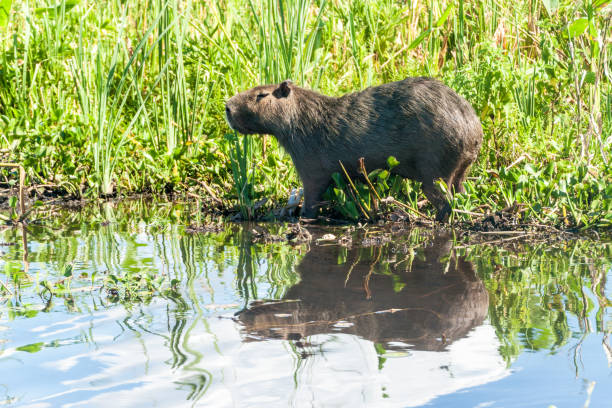 istock Capybara (Hydrochoerus hydrochaeris) in Esteros del Ibera, Argentina 1310969091