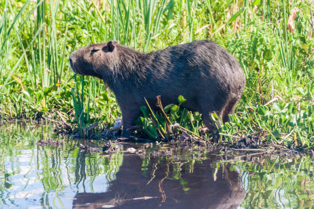istock Capybara (Hydrochoerus hydrochaeris) in Esteros del Ibera, Argentina 1310969100