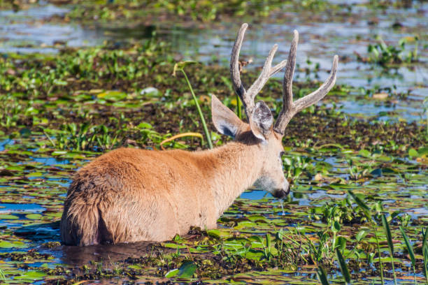 istock Marsh deer (Blastocerus dichotomus) in Esteros del Ibera, Argentina 1310969114