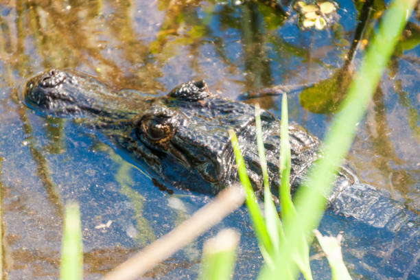 istock Yacare caiman (Caiman yacare) in Esteros del Ibera, Argentina 1310969146