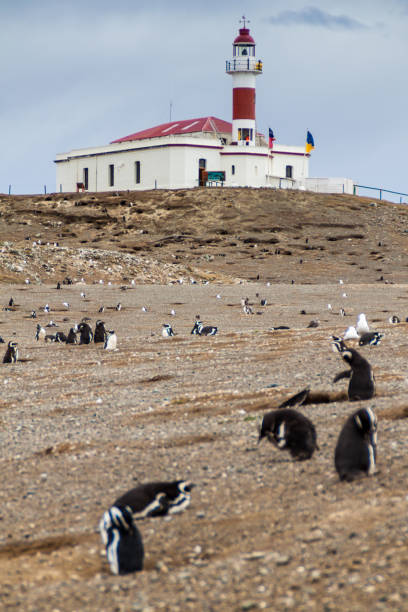 istock Penguin colony on Isla Magdalena island in Magellan Strait, Chile 1310969206