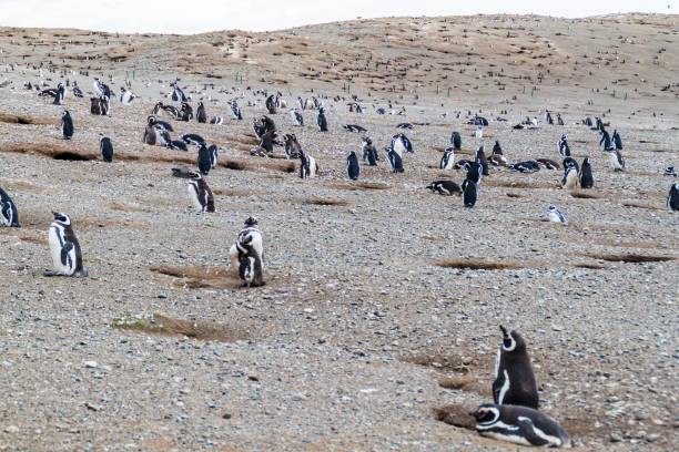 istock Penguin colony on Isla Magdalena island in Magellan Strait, Chile 1310969213