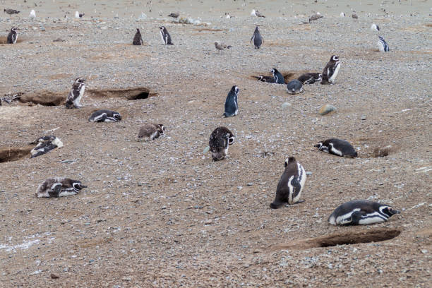 istock Penguin colony on Isla Magdalena island in Magellan Strait, Chile 1310969470
