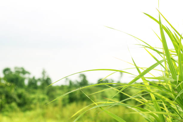 Grass. Fresh green spring grass with sunlight closeup.Soft Focus. Nature Background.