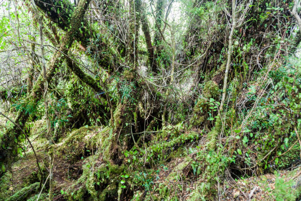 istock Forest in National Park Chiloe, Chile 1310969699