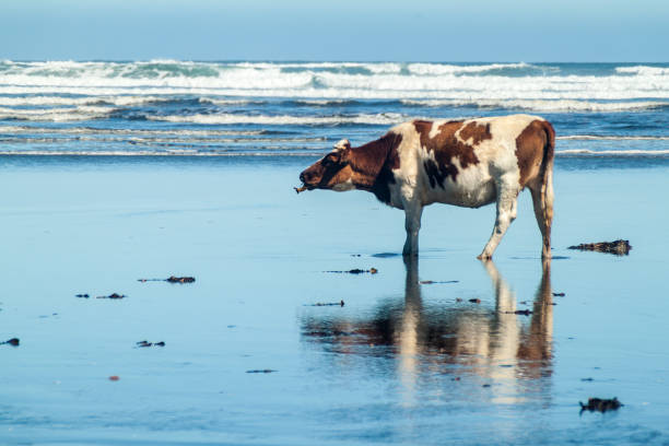istock Cow eats a sea weed on a beach in Chiloe National Park, Chile 1310969714