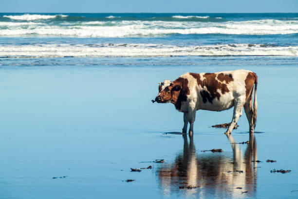 istock Cow eats a sea weed on a beach in Chiloe National Park, Chile 1310969719