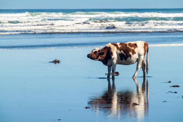 istock Cow eats a sea weed on a beach in Chiloe National Park, Chile 1310969720