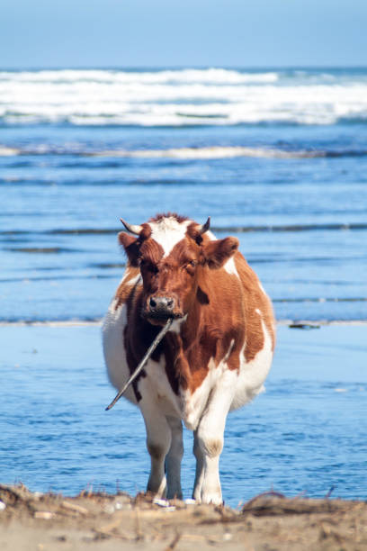 istock Cow eats a sea weed on a beach in Chiloe National Park, Chile 1310969723