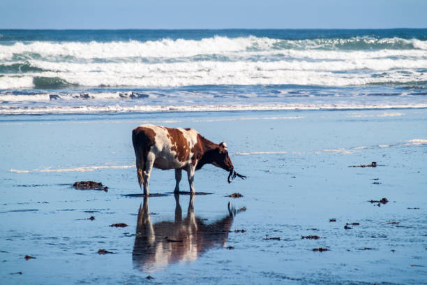 istock Cow eats a sea weed on a beach in Chiloe National Park, Chile 1310969733