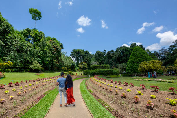 königlicher botanischer garten in peradeniya, kandy, sri lanka, - royal botanical garden stock-fotos und bilder