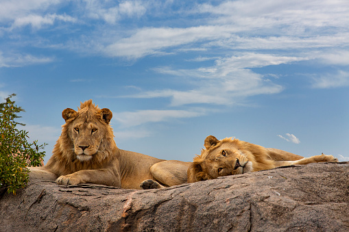 Lions resting on the rock in Serengeti National Park, Tanzania